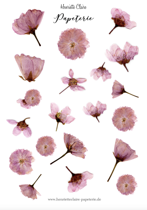 Aufkleberbogen rosa Kirschblüten Sticker
